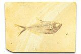 Detailed Fossil Fish (Diplomystus) - Wyoming #379318-1